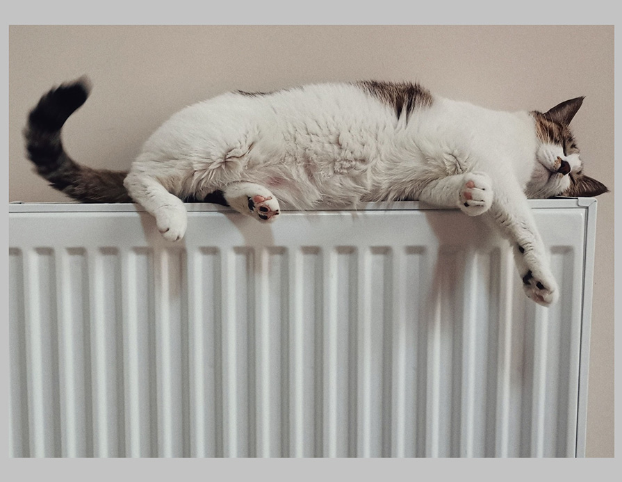 Спасти рядового Мурзика Спасти рядового Мурзика